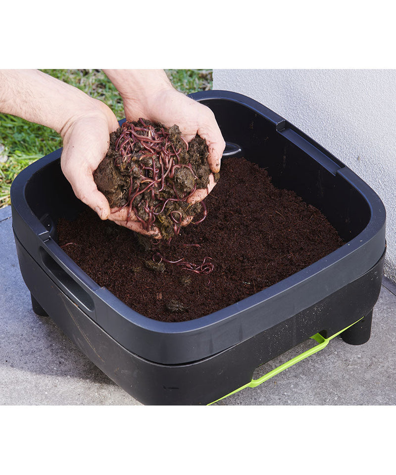 Working Tray for Worm Farm