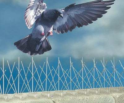 Bird Spikes - the humane solution for perching and nesting birds