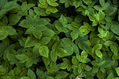 Maximising Garden Health: How to Choose and Use Net Garden Covers, Polytunnels, and Grow Tunnels