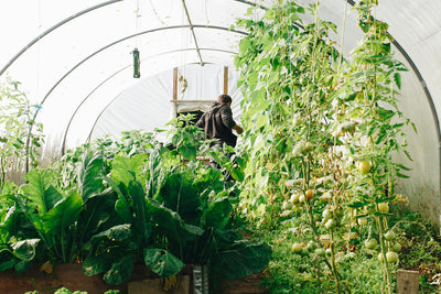 Greenhouse Gardening: Mastering Climate Control for Year-Round Success