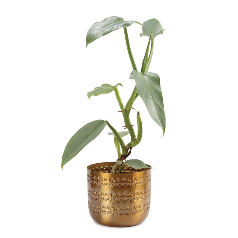 Daru Indoor Metal Planter - Brass Finish