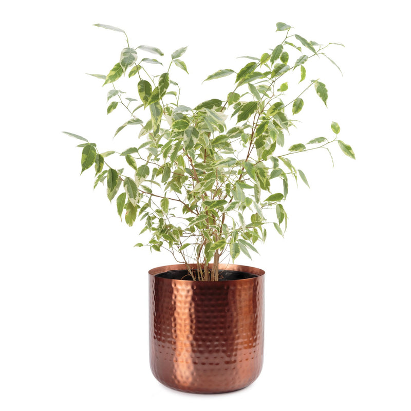 rose gold indoor planter Uttar Indoor Metal Planter