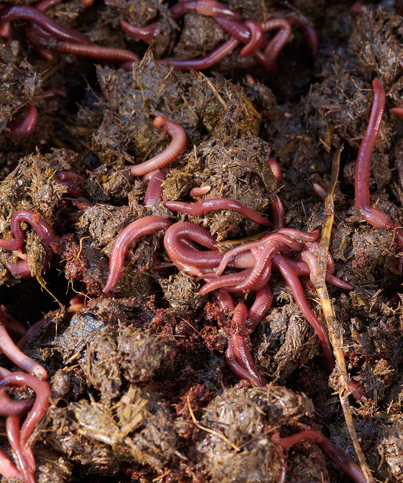 Working Tray for Worm Farm