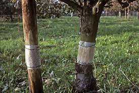 Sticky Tree Bands